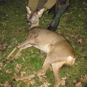 doe with a unicorn