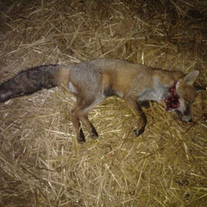 Black tailed Charlie