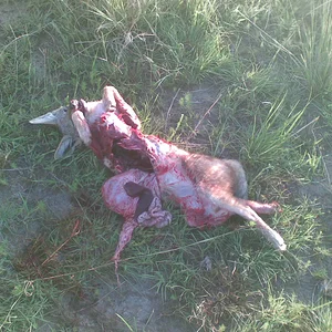 African Hunting