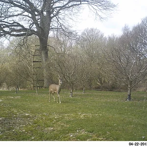 bobsdeer_018