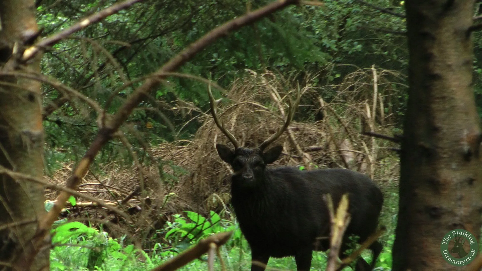 First of some stags that was only filmed and not shot