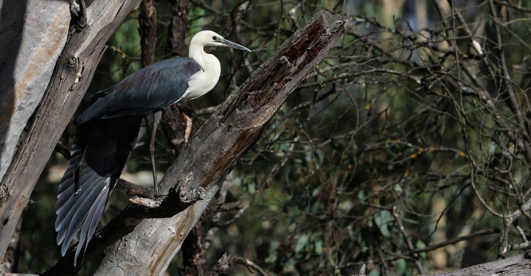 heron%20wing_zpsmximwm1p.jpg