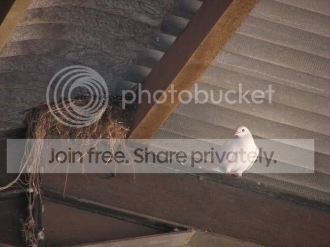 Dove.jpg
