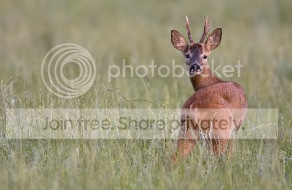 RoeDeer-33_filtered1.jpg