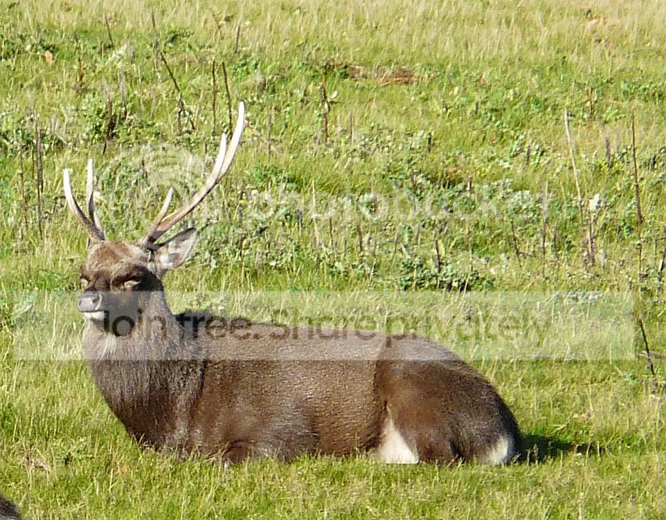DeerPicturesArne260910176.jpg
