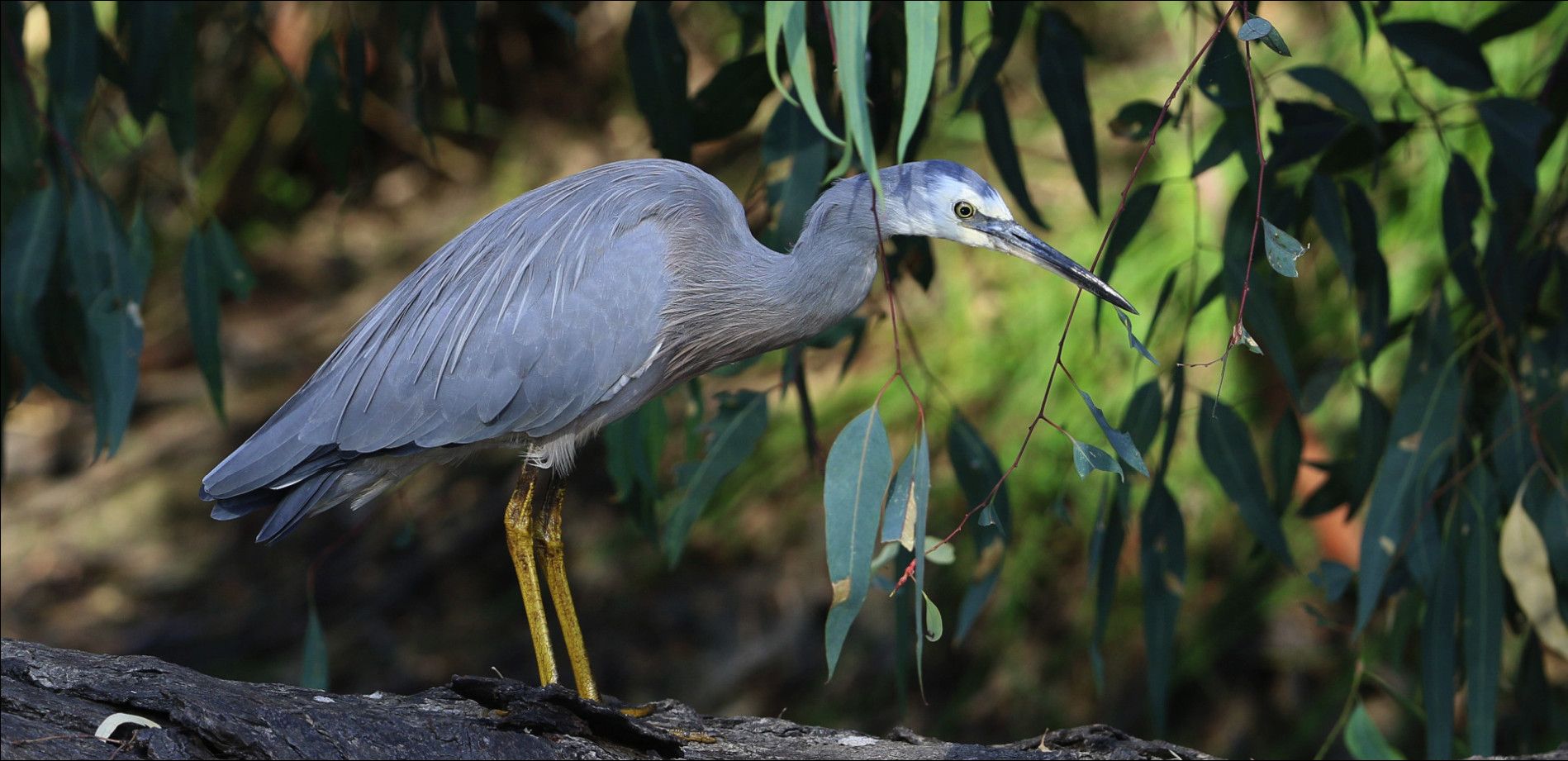 jg%20heron_zpsowhjagba.jpg