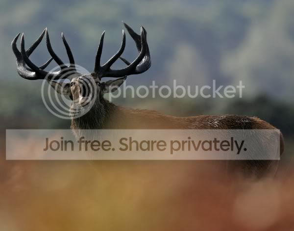 RedDeer22.jpg