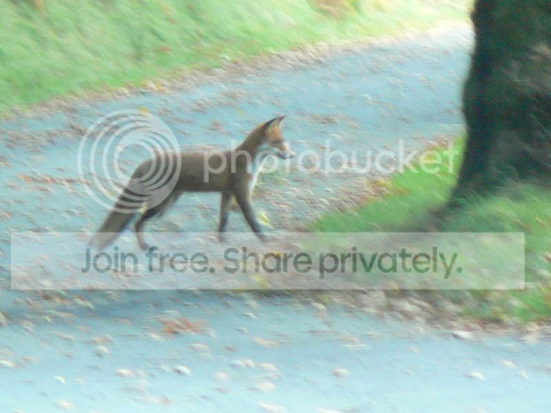 EireOCT07093.jpg