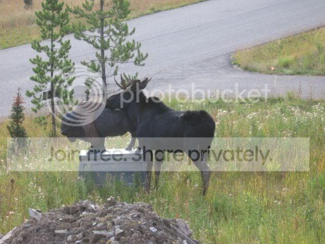 moose2.jpg