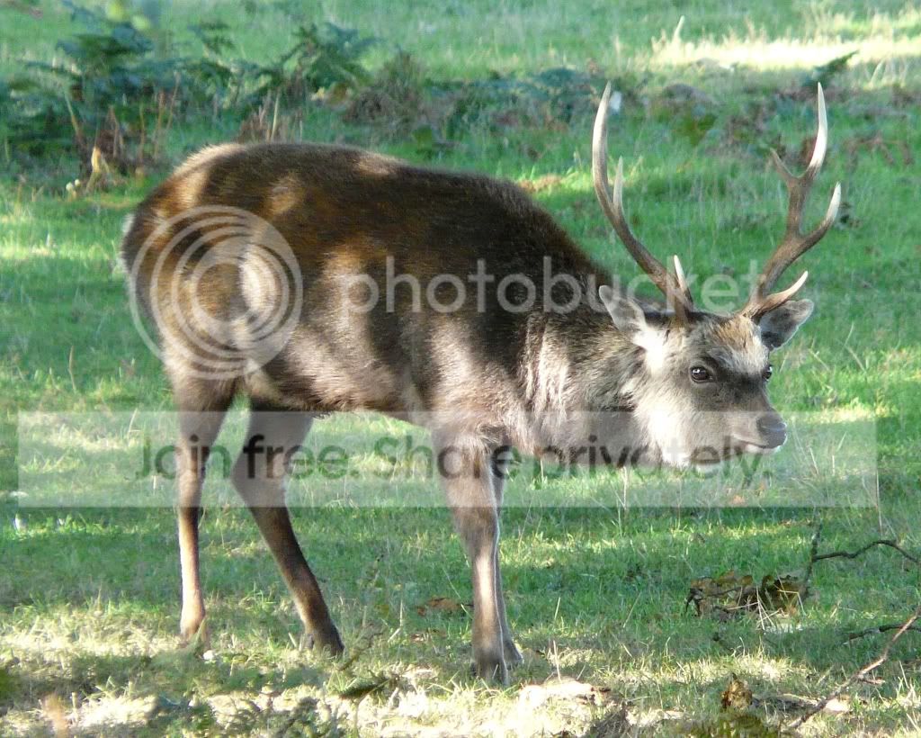 DeerPicturesArne260910294.jpg