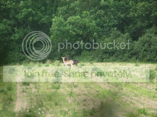 Fallow.jpg
