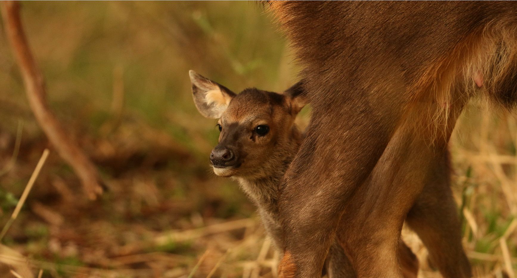 calf%20legs%202_zpsnfiwxktw.jpg