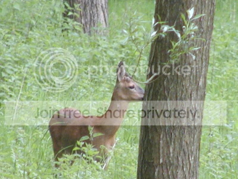 RoeBuckonalert.jpg
