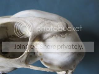 Muntjacskulllat.jpg