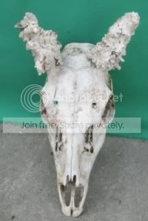 FallowDeer.jpg