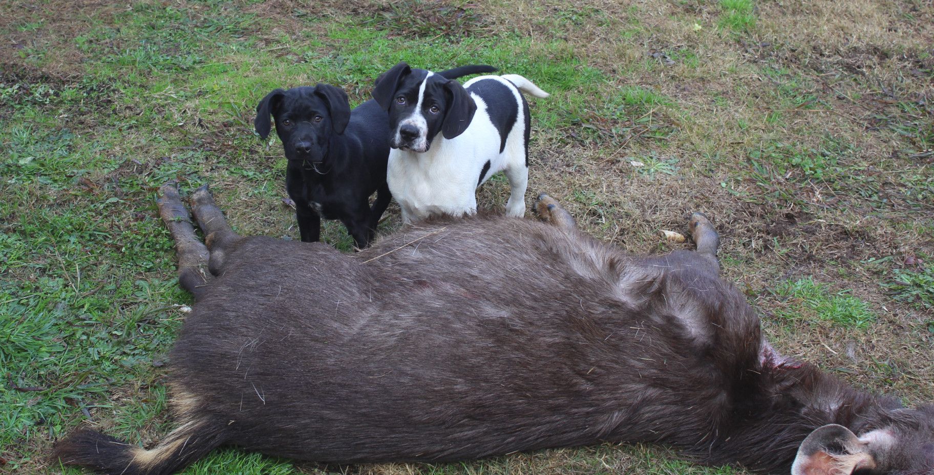 dog%20meat%20june%201_zpsgaadbvbp.jpg