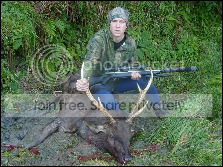 stag1.jpg