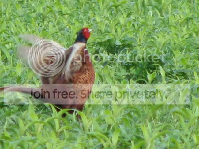 Cpheasant.jpg