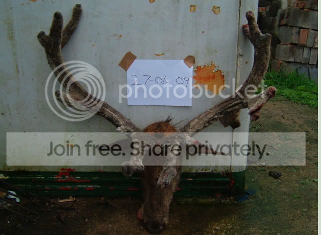 Red-Deer-Perugue-2.jpg
