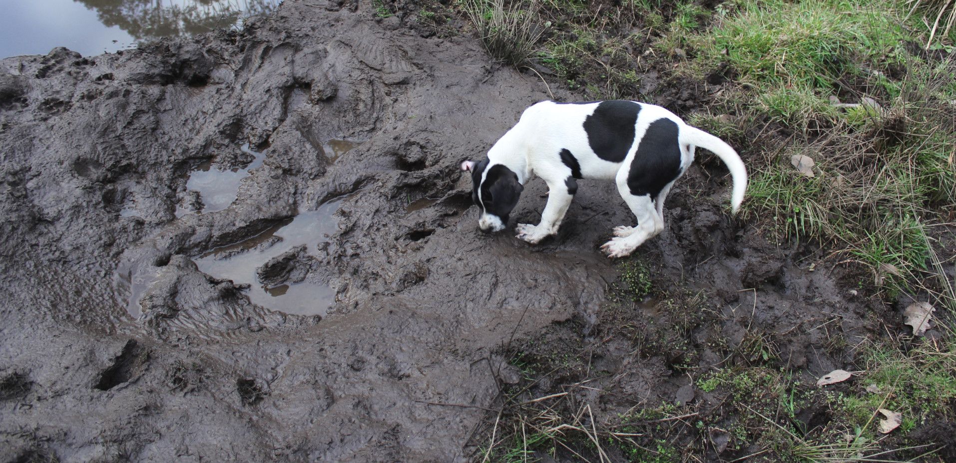 wallow%20pups_zpsnkndr3pm.jpg
