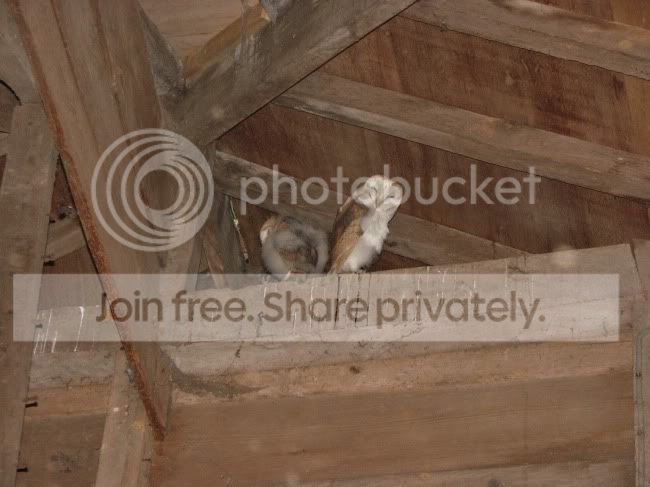 BarnOwl1.jpg