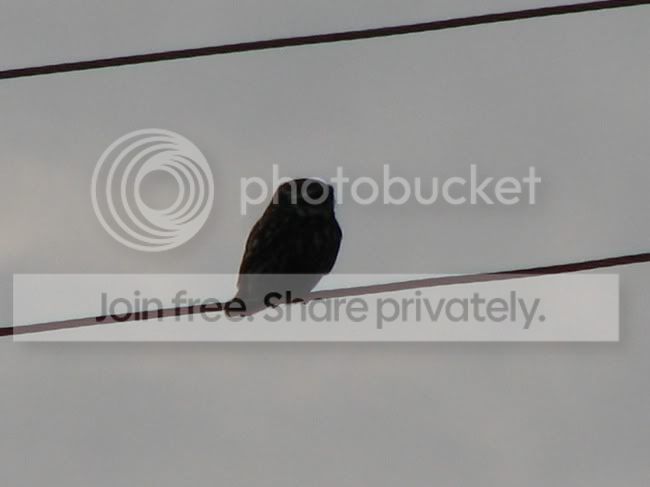 Littleowl.jpg