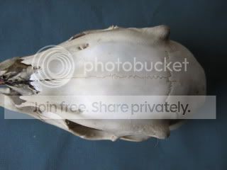 Muntjacskull.jpg