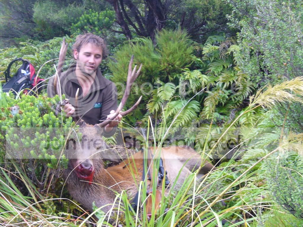 nz070.jpg