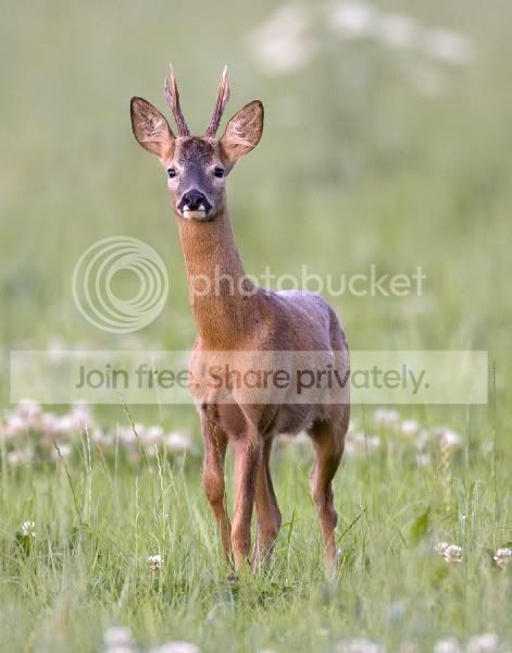 RoeDeerCapreoluscapreolus-141wwww.jpg