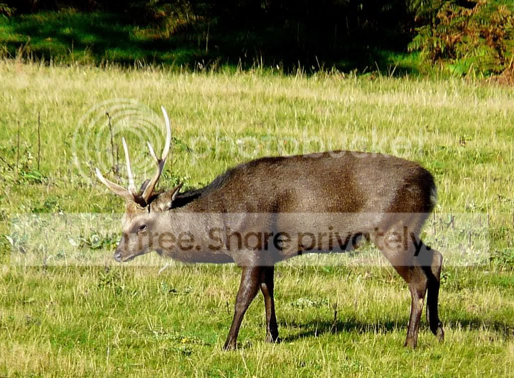 DeerPicturesArne260910170.jpg