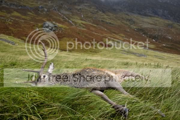 ScotlandStalking-43.jpg