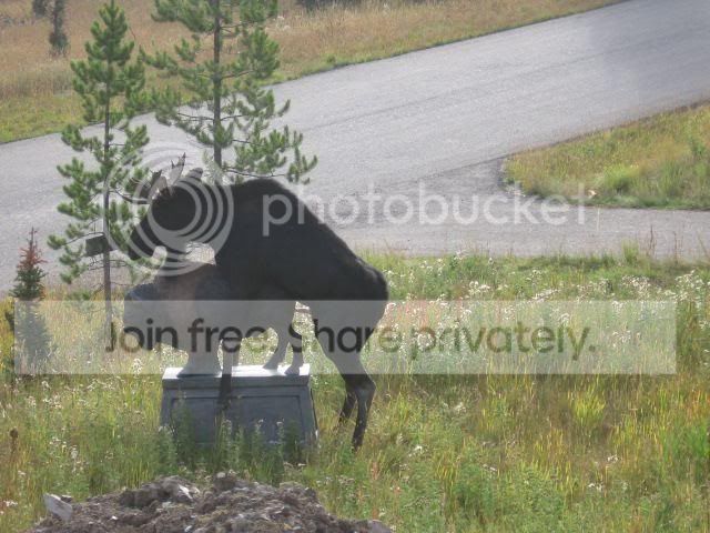 moose3.jpg