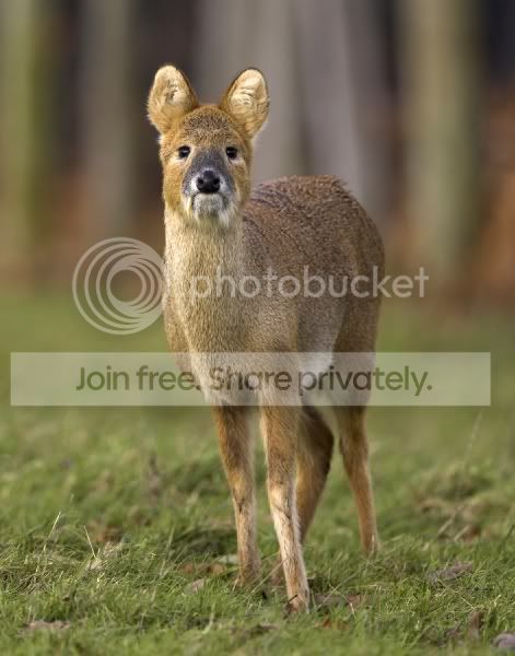 ChineseWaterDeer37.jpg