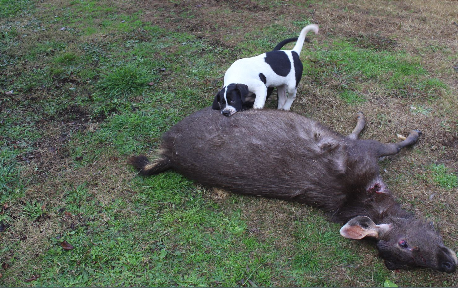 dog%20meat%20june_zpsfs00lhhk.jpg