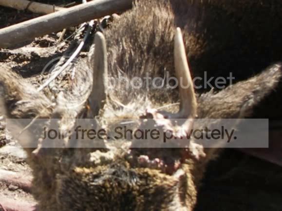 AntlerRoeLeftThickened.jpg