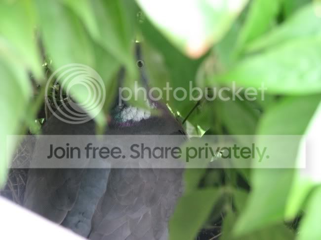 Pigeon.jpg